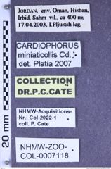 Etiketten zu Cardiophorus miniaticollis (Candèze, 1860) (NHMW-ZOO-COL-0007118)